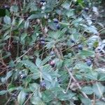 Myrtus communis fruit picture by macchia1 (cc-by-sa)