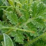 Erodium lebelii leaf picture by Pierre LEON (cc-by-sa)