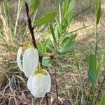 Asimina reticulata flower picture by William Turner (cc-by-sa)