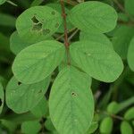 Indigofera hirsuta leaf picture by R. Tournebize (cc-by-sa)