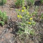Scolymus hispanicus habit picture by Monteiro Henrique (cc-by-sa)