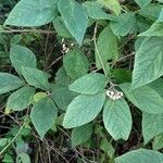 Callicarpa acuminata leaf picture by Cecilia Grimmer (cc-by-sa)