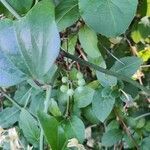 Smilax rotundifolia fruit picture by Feya Sterling (cc-by-sa)
