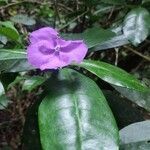 Brunfelsia pauciflora flower picture by Flor Alex (cc-by-sa)