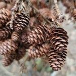 Picea rubens fruit picture by Vicki Brown (cc-by-sa)