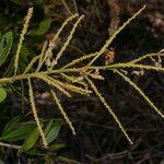 Pithecellobium lanceolatum fruit picture by Nelson Zamora Villalobos (cc-by-nc)