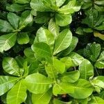 Barringtonia asiatica leaf picture by ahmad qazi (cc-by-sa)