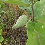 Asclepias amplexicaulis fruit picture by Tom Crites (cc-by-sa)