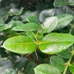 Carissa macrocarpa leaf picture by WildChild88 (cc-by-sa)