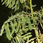 Mimosa diplotricha leaf picture by Nelson Zamora Villalobos (cc-by-nc)