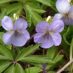 Viola mirabilis flower picture by Simon Tamás (cc-by-sa)