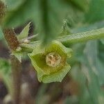 Malva parviflora fruit picture by M. Hedayat (cc-by-sa)