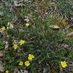 Fumana procumbens habit picture by Thomas Bukur (cc-by-sa)