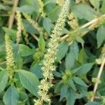 Amaranthus hybridus flower picture by Bua Lado Fco. Javier (cc-by-sa)