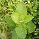 Asclepias syriaca leaf picture by Amy McCalister (cc-by-sa)