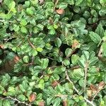 Cotoneaster adpressus leaf picture by Diego Alex (cc-by-sa)