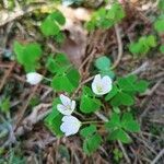 Oxalis acetosella habit picture by Petr Smetana (cc-by-sa)