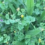 Medicago arabica flower picture by jana Rz (cc-by-sa)