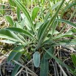Leontodon incanus leaf picture by Michael Andresek (cc-by-sa)