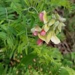 Tephrosia virginiana flower picture by cindy cindyr (cc-by-sa)