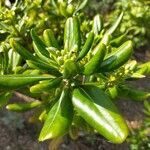 Pittosporum tobira leaf picture by lolo GHELFI (cc-by-sa)