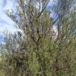 Tamarix parviflora habit picture by Quiñoy Yago (cc-by-sa)