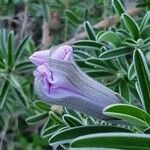 Ipomoea jaegeri flower picture by susan brown (cc-by-sa)