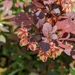 Berberis thunbergii flower picture by Else Nolden (cc-by-sa)