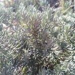 Helichrysum stoechas leaf picture by Hernández Mar (cc-by-sa)
