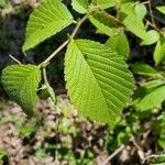 Ulmus rubra leaf picture by Lisa Hatfield (cc-by-sa)