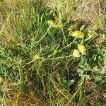 Anthyllis vulneraria habit picture by Pierre LEON (cc-by-sa)
