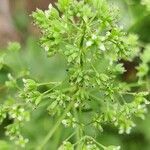 Thalictrum flavum fruit picture by Dieter Bausenwein (cc-by-sa)