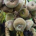 Ficus auriculata fruit picture by anilkumar ayyappan (cc-by-sa)
