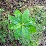 Oclemena acuminata leaf picture by Vincent Luczkow (cc-by-sa)