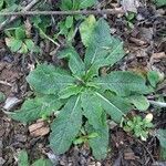 Verbascum virgatum habit picture by Monteiro Henrique (cc-by-sa)