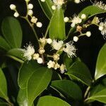 Myrcianthes fragrans flower picture by Nelson Zamora Villalobos (cc-by-nc)