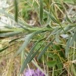 Liatris punctata leaf picture by can lindy (cc-by-sa)