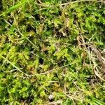 Selaginella helvetica habit picture by Frank Sundermeyer (cc-by-sa)
