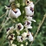 Verbascum chaixii flower picture by Diego Alex (cc-by-sa)