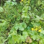 Ranunculus cortusifolius habit picture by Mirjam Rücke (cc-by-sa)
