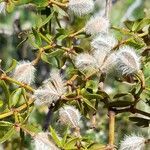Larrea divaricata fruit picture by Trap Hers (cc-by-sa)