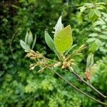 Sassafras albidum flower picture by Sophie Mullinax (cc-by-sa)