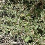 Blepharis maderaspatensis habit picture by susan brown (cc-by-sa)