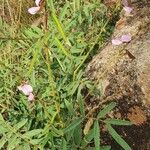 Tephrosia villosa flower picture by susan brown (cc-by-sa)