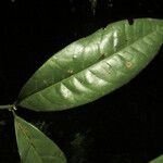 Neea floribunda leaf picture by Jean-François Molino (cc-by-sa)