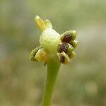 Ranunculus trichophyllus fruit picture by Llandrich anna (cc-by-sa)