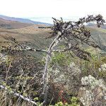 Escallonia myrtilloides habit picture by Fabien Anthelme (cc-by-sa)