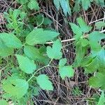 Clematis ligusticifolia leaf picture by Kenji Liu (cc-by-sa)