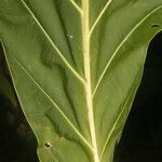 Pentagonia wendlandii leaf picture by Nelson Zamora Villalobos (cc-by-nc)