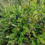 Vaccinium myrtillus fruit picture by Nicolas Roux (cc-by-sa)